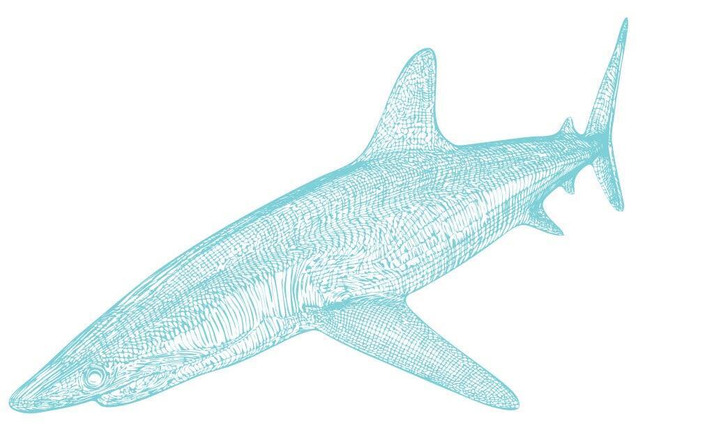 Blushark